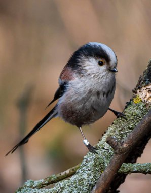 A long-tailed tit (Aegithalos caudatus) bird on a branch