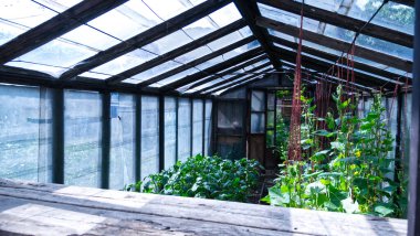 Polonya 'nın Varşova kentindeki bir seranın güzel bir görüntüsü.