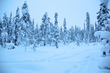 Gündüz vakti Laponya 'da karla kaplı bir ormanın büyüleyici bir görüntüsü.