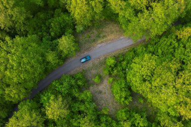 Driving car in the forest