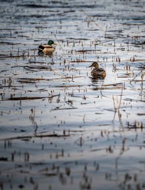 Huzurlu bir gölde yüzen bir çift yaban ördeği