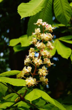 Sıradan at kestanesinin enfeksiyonu. Döllenmemiş çiçeklerin, döllendiğinde kırmızı renge dönüşen sarı noktaları vardır. İkisi de burada görülebilir..