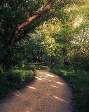 Büyülü bir patikanın dikey görüntüsü yemyeşil bir ormanda