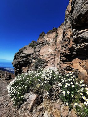 İspanya, Kanarya Adaları 'ndaki Rock of the Boys' un hava görüntüsü