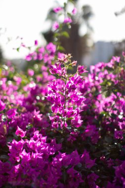 A vertical shot of a beautiful pink Bougainvillea flowers clipart