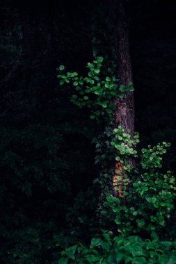Ormandaki bir ağaç gövdesinde büyüyen bir bitkinin dikey görüntüsü..