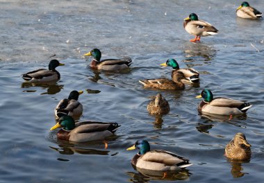 Gölde yüzen bir grup yaban ördeği