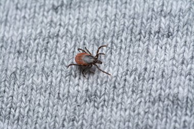 Kurban bekleyen insan giysilerindeki tehlikeli kan emiciye bakın.