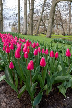 Tulipa gesneriana 'nın dikey yakın çekimi, Didier' in Keukenhof 'daki laleleri. Lisse, Hollanda.