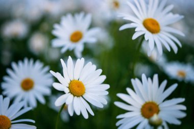 Güneşli bir günde, yaz çayırlarında yetişen güzel beyaz papatyalar.