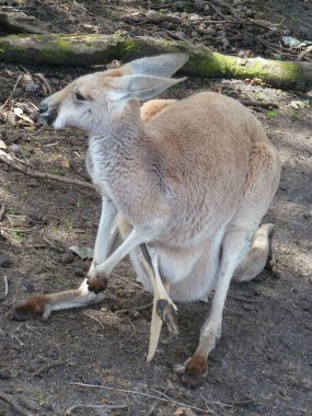 Avustralya 'nın İkonik Hayvanat Bahçesi Kangurusu