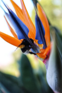 Portakal mavisi bir cennet kuşunu tozlaştıran bir arının dikey yakın çekimi.