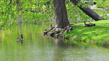 Güneşli bir günde, ağacın altında göl kenarında güzel bir kaz manzarası.