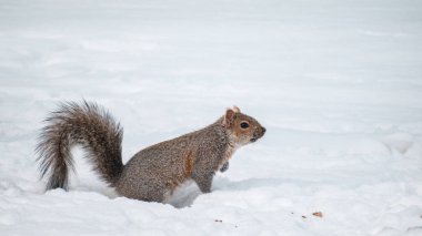 Kış boyunca karlı bir Doğu gri sincabı