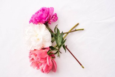 Beyaz arka planda izole edilmiş renkli şakayık resimleri..