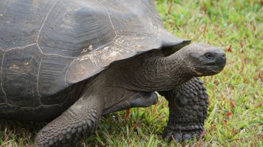 Yeşil çimlerde yaşlı bir kaplumbağa.