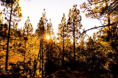 Ormandaki Güzel Sabah Sahnesi