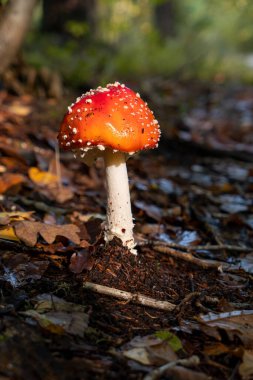 Yağmurdan sonra güneş ışığında mükemmel bir sinek.