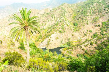 Tropikal Kanarya Yeşil Palmiye ve Kara Su Gölü