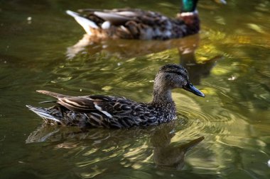 Gölde yüzen dişi bir yaban ördeğinin seçici odak noktası.