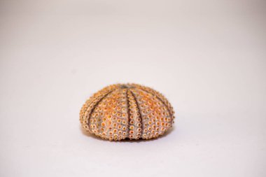 Karadeniz kestanesi kabuğu, beyaz arkaplan izole iskelet