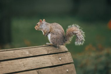 Jardin Botanique de Montreal 'de seçici bir sincap.