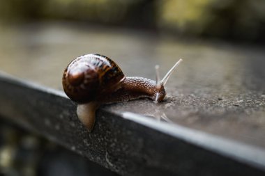 Bir salyangozun seçici odak noktası beton üzerinde ince bir su tabakasında.