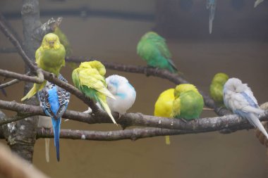 Dallara tünemiş şirin papağanların yakın çekimi.