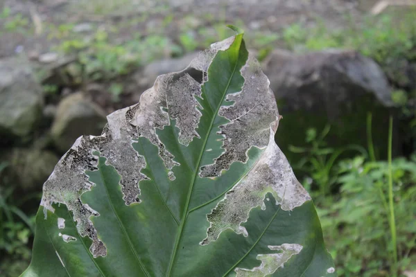 绿色植物的特写镜头 — 图库照片