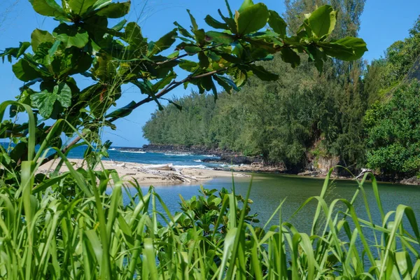 Piękny Widok Bujnych Zielonych Lasów Wybrzeżu Zielonymi Roślinami Wyspie Kauai — Zdjęcie stockowe