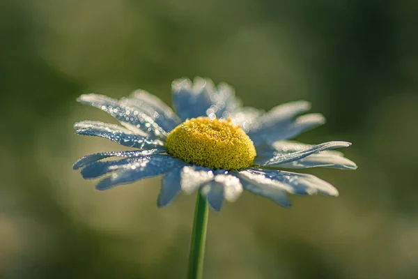 Closeup Shot Cute Daisy Flower Blurred Nature Background — Stock Photo, Image