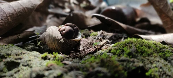 Closeup Shot Snail Mossy Ground Surrounded Fall Leaves — Stock Photo, Image