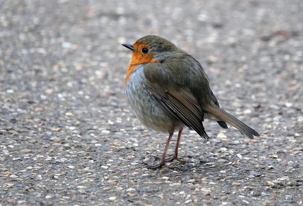 Tiro Close Pássaro Robin Europeu Empoleirado Uma Estrada — Fotografia de Stock