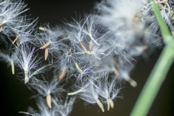 Closeup Shot Seed Heads Dandelion Blurred Background — Stock Photo, Image