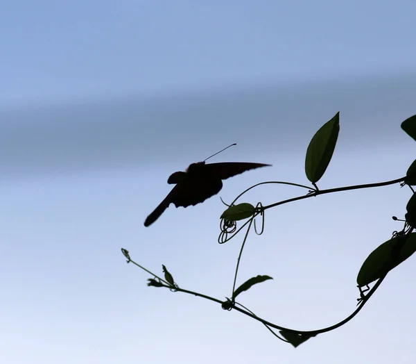 Mavi Gökyüzüne Doğru Uçan Bir Kelebek Silueti — Stok fotoğraf