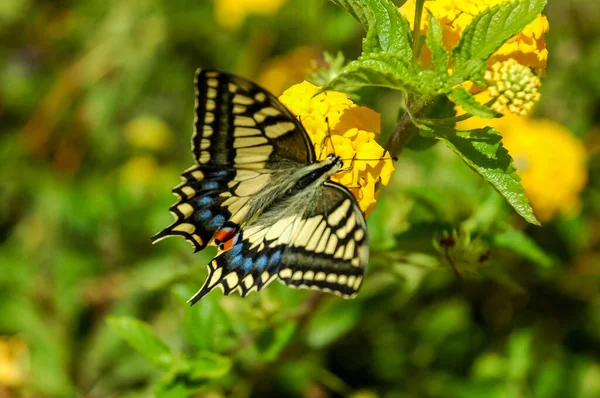 Mariposa Monarca Danaus Plexippus Flores Jardín Amarillo Durante Migración Otoño —  Fotos de Stock