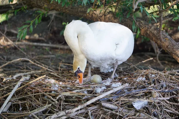 White Swan Looking Something Woods Holding Her Egg Her Legs — Stock Photo, Image