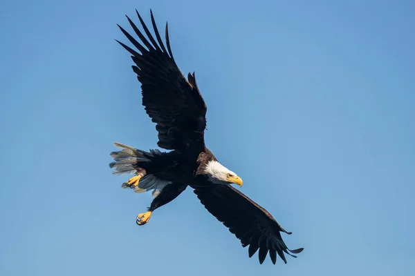 一只美丽的成年秃鹰在蓝天中飞翔 — 图库照片