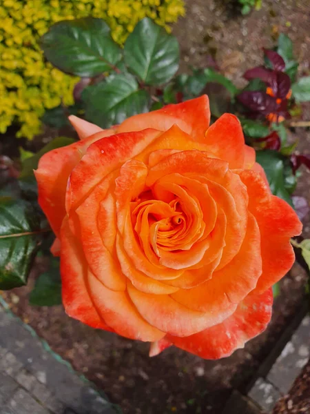 Primer Plano Vertical Una Hermosa Rosa Híbrida Floreciendo Vibrantemente Jardín — Foto de Stock