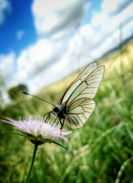 Vertikal Närbild Svart Veined Vit Aporia Crataegi Blomma Med Suddig — Stockfoto