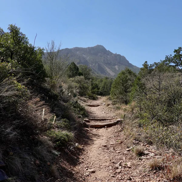 Camino Rodeado Árboles Con Una Montaña Rocosa Fondo — Foto de Stock