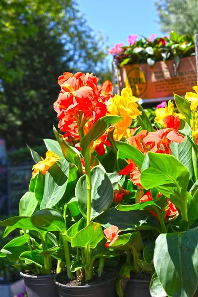 Closeup Indian Canna Flowers Garden Sunny Day — Stock Photo, Image