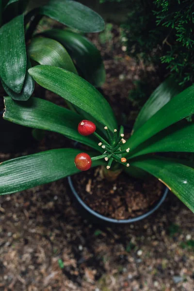 red fruit berries on Clivia Miniata plant. Flame Lily Kaffir Lily September Lily