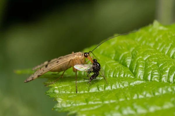 Una Macro Toma Una Mosca Escorpión Comiendo Otro Insecto Una — Foto de Stock