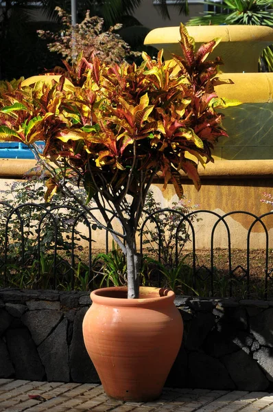 Terracotta Vazen Met Planten Een Stadstuin — Stockfoto