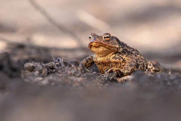 Closeup Shot Common Toad Soil Forest — Stock Photo, Image