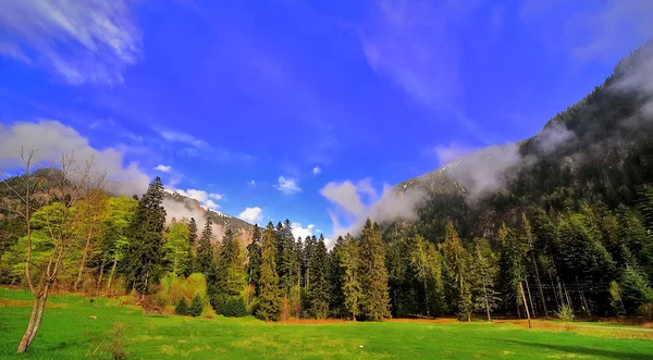 Malowniczy Widok Bujnych Drzew Zielonym Polu Przeciw Błękitnym Niebem — Zdjęcie stockowe