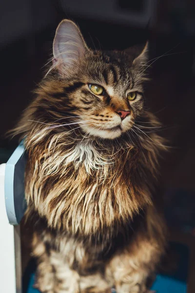 Portrait Cute Maine Coon Cat — Stock Photo, Image