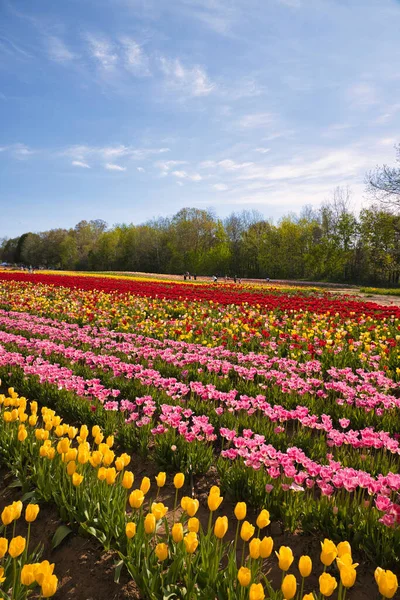 Une Vue Belles Tulipes Colorées Poussant Dans Champ Par Une — Photo