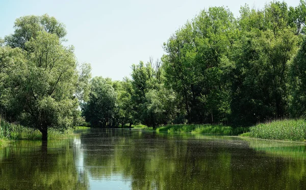 Uma Bela Foto Rio Árvores Folhagem Parque Natural Kopacki Rit — Fotografia de Stock